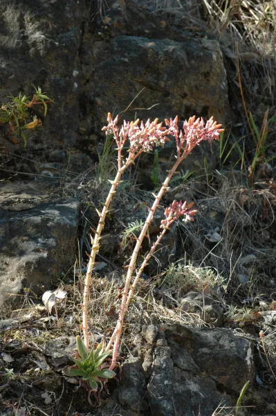 Dudleya lanceolata