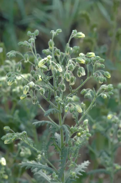 Emmenanthe penduliflora var. penduliflora