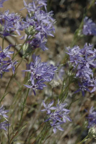 Eriastrum densiflorium ssp. elongatum