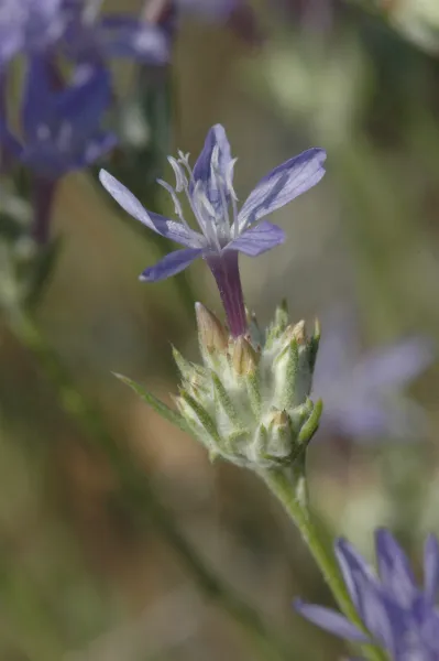 Emmenanthe penduliflora var. penduliflora