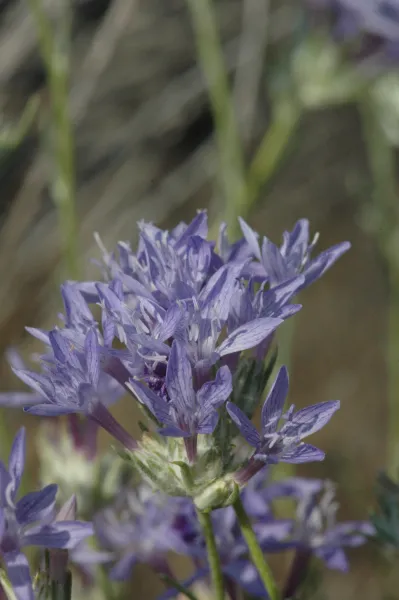Eriastrum densifolium ssp. elongatum