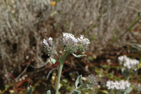 Eriodictyon traskiae