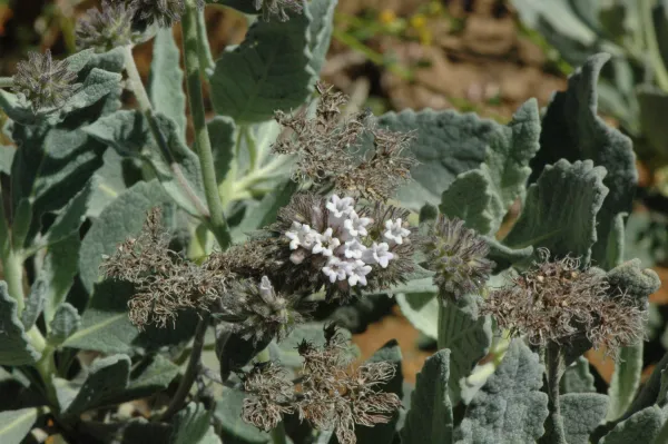 Eriodictyon traskiae