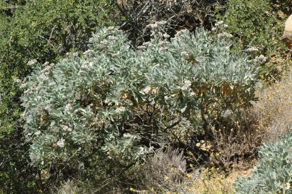 Eriodictyon traskiae