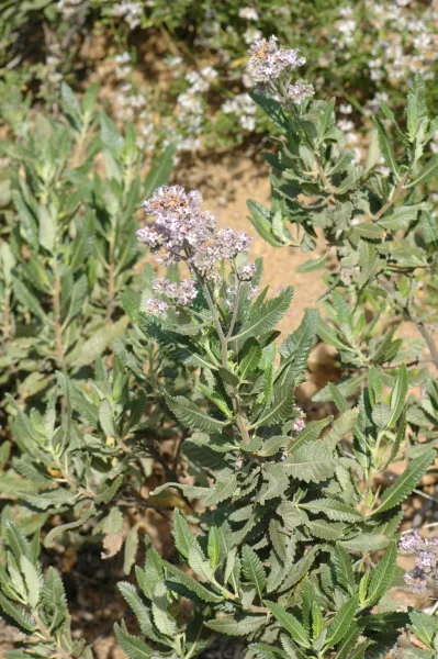 Eriodictyon trichocalyx