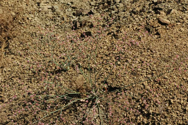 Eriogonum cithariforme (Cithara Buckwheat)