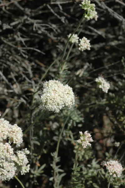 Eriogonum fasciculatum var. foliolosum