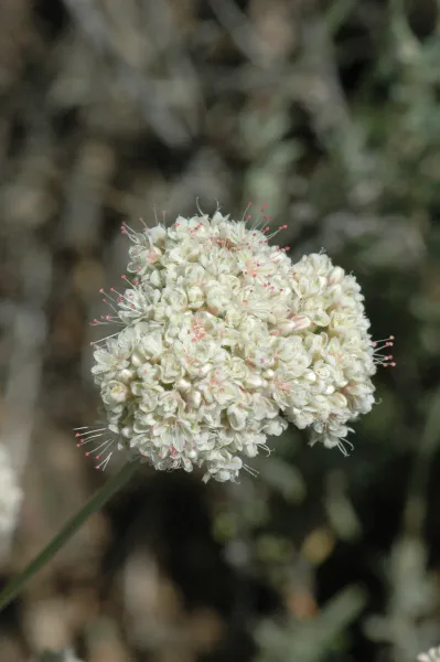 Eriogonum fasciculatum var. foliolosum