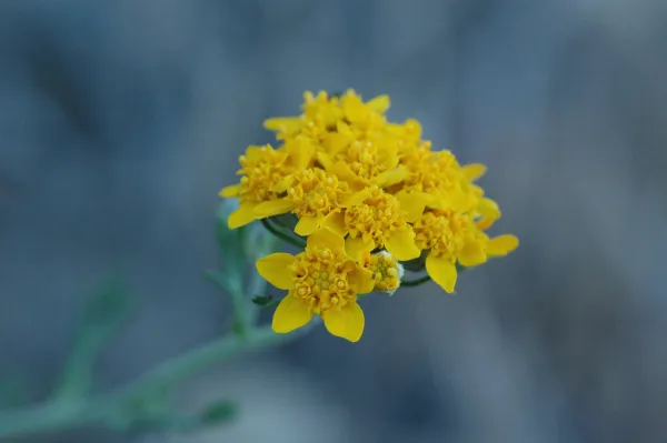 Eriophyllum confertiflorum