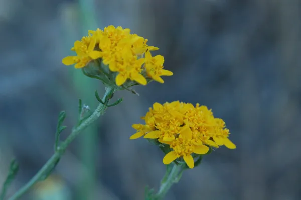 Eriophyllum confertiflorum