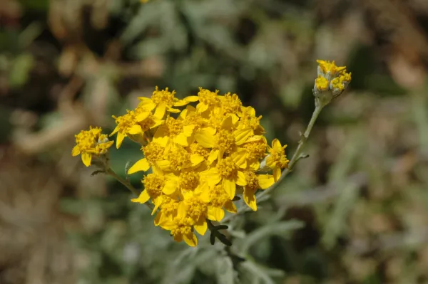 Eriophyllum confertiflorum