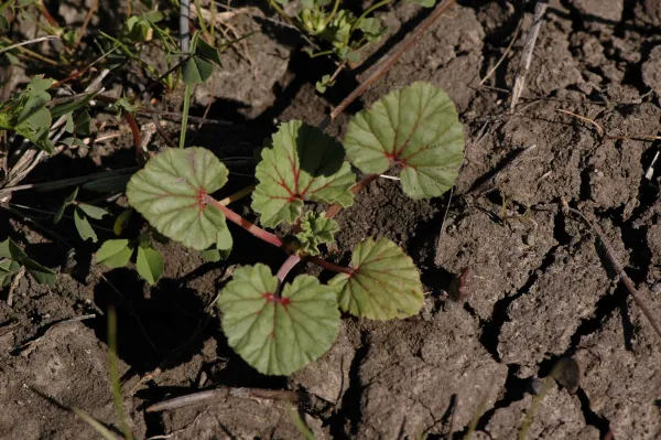 Erodium macrophyllum