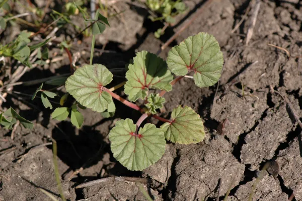 Erodium macrophyllum