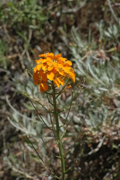 Erysimum capitatum