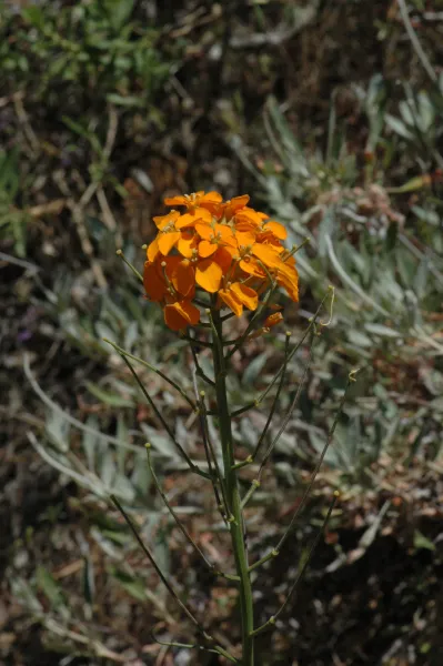 Erysimum capitatum