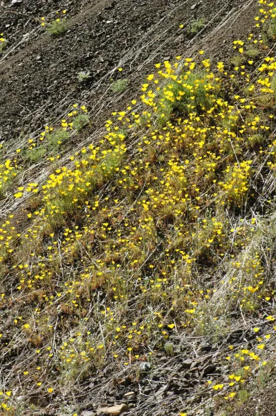 Eschscholtzia caespitosa
