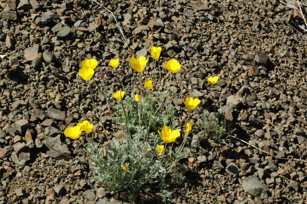 Eschscholtzia caespitosa