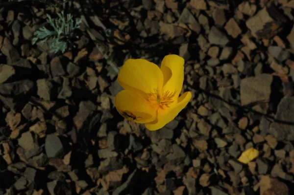 Eschscholtzia caespitosa