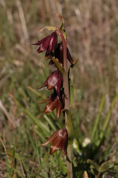 Fritillaria biflora