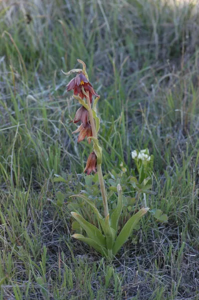 Fritillaria biflora