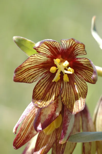 Fritillaria biflora