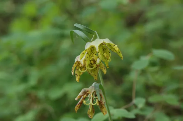 Fritillaria ojaiensis