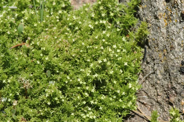Galium andrewsii ssp. andrewsii