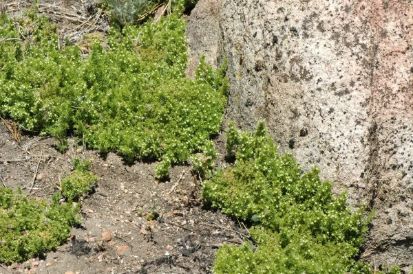 Galium andrewsii ssp. andrewsii
