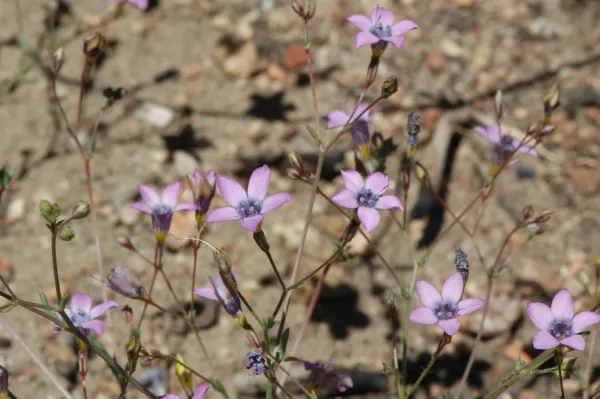 Gilia ochroleuca