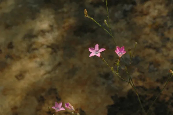 Gilia splendens subsp. grantii