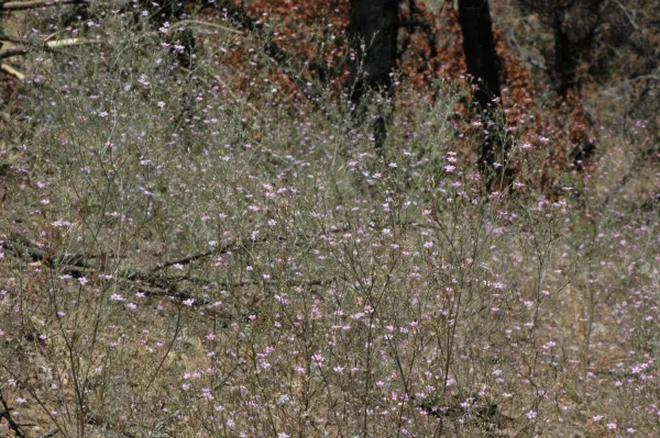 Gilia splendens subsp. grantii