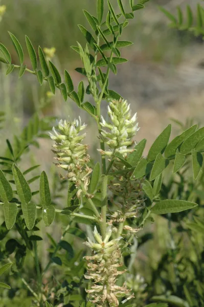 Glycyrrhiza lepidota