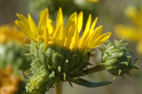 Grindelia camporum