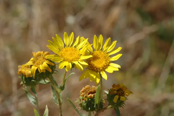 Grindelia camporum