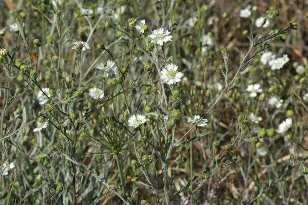 Hemizonia congesta subsp. luzuilfolia