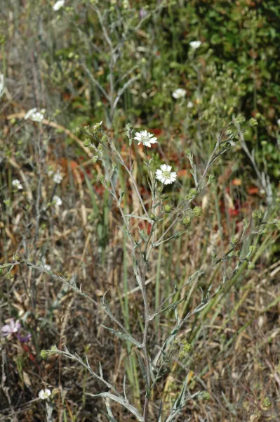 Hemizonia congesta subsp. luzuilfolia