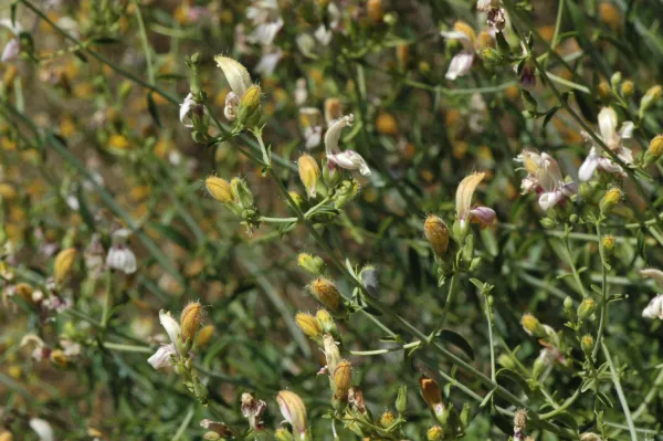 Keckiella breviflora