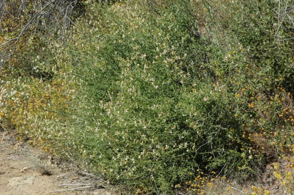 Keckiella breviflora
