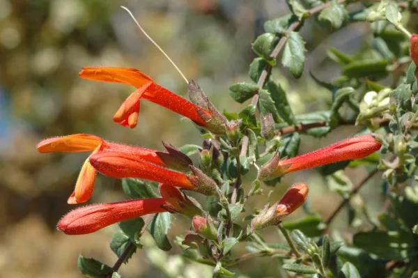 Keckiella breviflora
