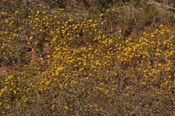 Lasthenia californica