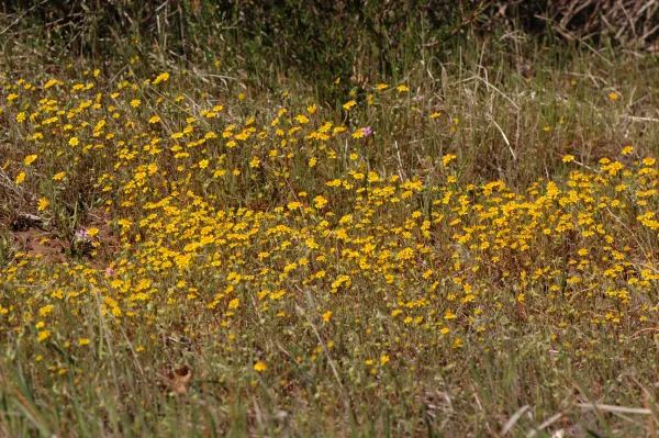 Lasthenia californica