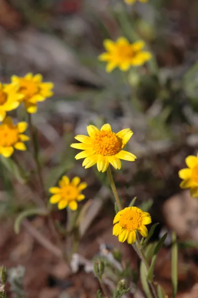 Lasthenia californica