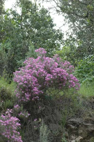 Leptodactylon californicum