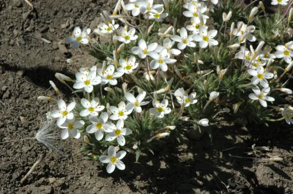 Linanthus parviflorus