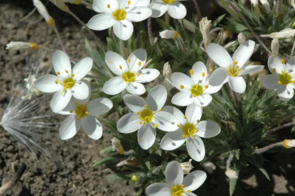 Linanthus parviflorus