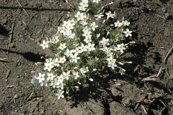 Linanthus parviflorus
