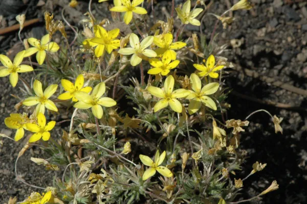 Linanthus parviflorus