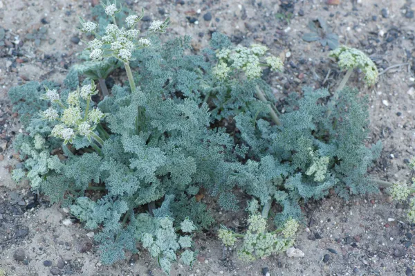 Lomatium