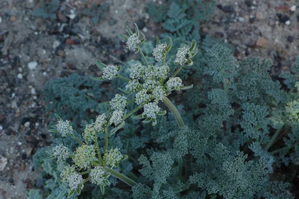 Lomatium
