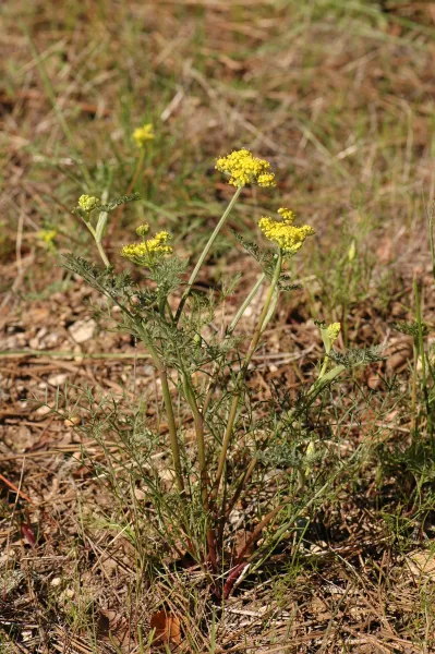 Lomatium macrocarpum